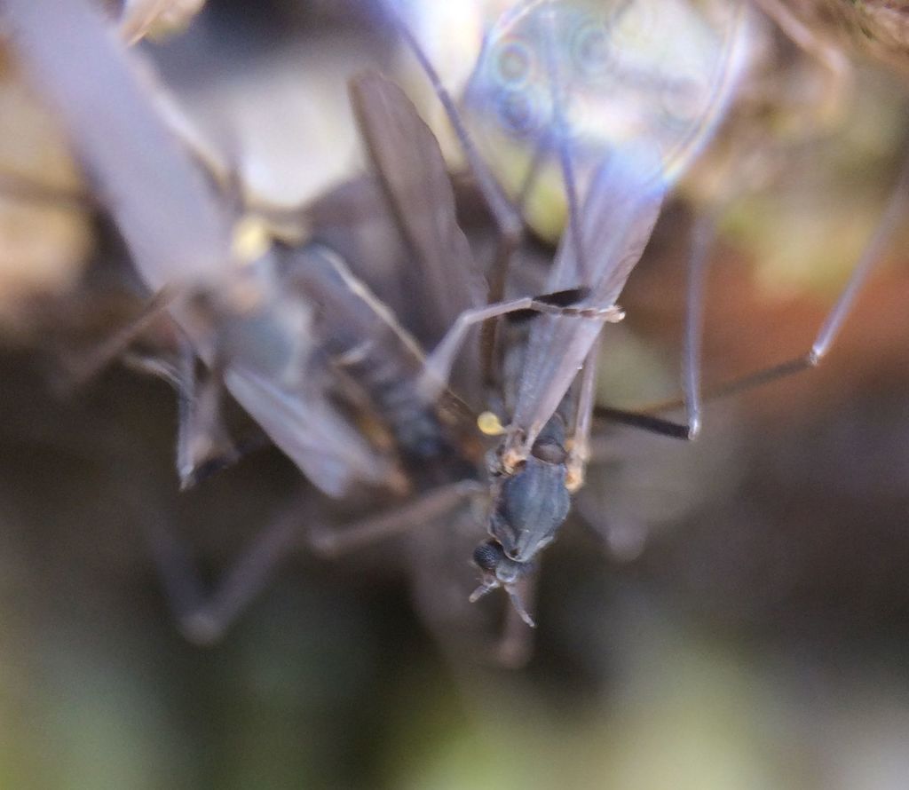 marine splash midge