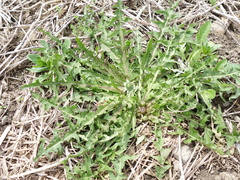 Taraxacum densilobum