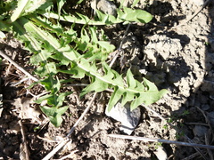 Taraxacum densilobum
