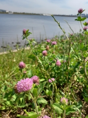 Trifolium pratense