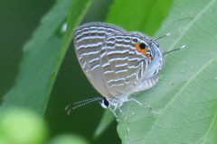 Jamides celeno aelianus