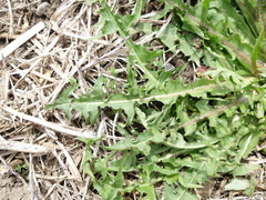 Taraxacum densilobum