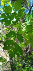 Bursera laxiflora