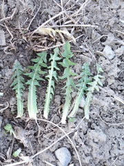 Taraxacum densilobum