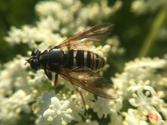 Temnostoma excentrica