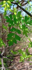 Bursera laxiflora