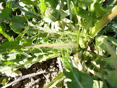 Taraxacum densilobum