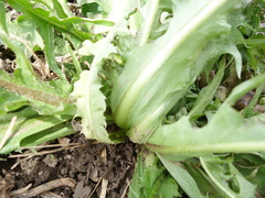Taraxacum densilobum