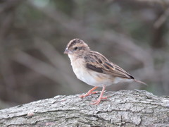 Vidua funerea funerea