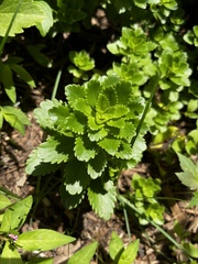 Phedimus kamtschaticus