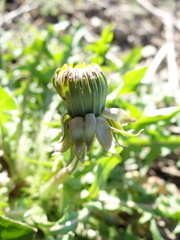 Taraxacum densilobum