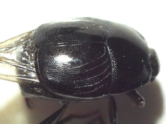 Saprinus subnitescens