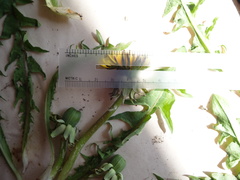 Taraxacum densilobum