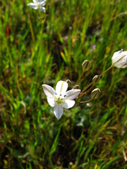 Triteleia lilacina