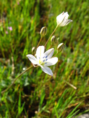 Triteleia lilacina