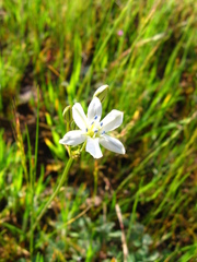 Triteleia lilacina