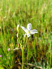 Triteleia lilacina
