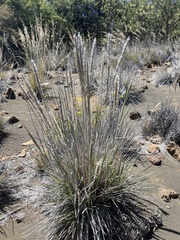 Trisetum glomeratum