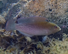 Labracinus lineatus