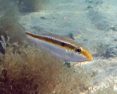 Lethrinus variegatus