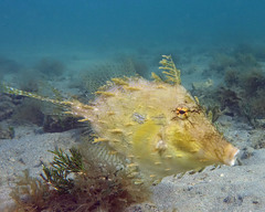 Chaetodermis penicilligerus