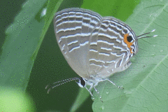 Jamides celeno aelianus