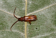 Smodicum cucujiforme