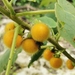 Solanum hirtum - Photo (c) dolordebarriga, alguns direitos reservados (CC BY-NC), uploaded by dolordebarriga