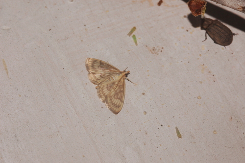 Saw-toothed Crocidophora Moth photo 3