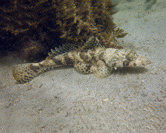 Cymbacephalus nematophthalmus
