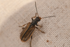 Syneta carinata