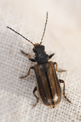 Syneta carinata