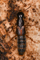 Quedionuchus