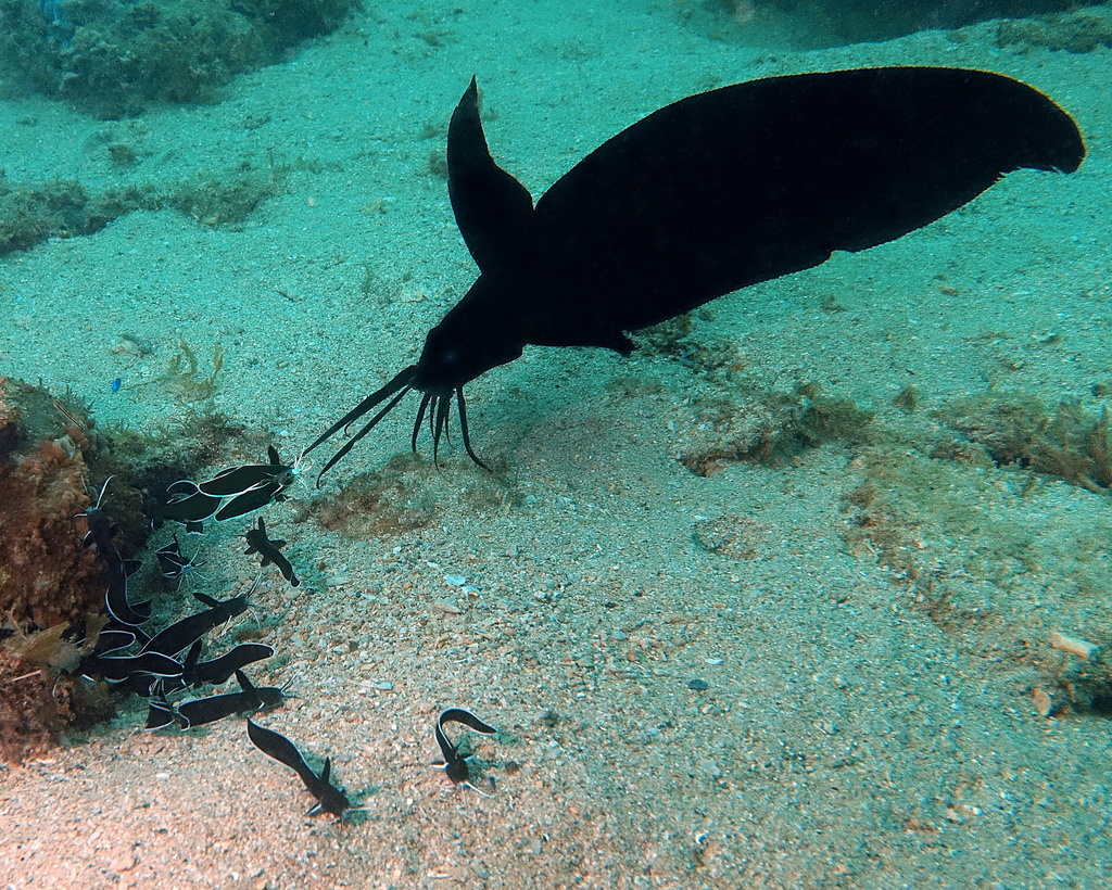 Butler's eeltail catfish (Paraplotosus butleri) — Plotosidae