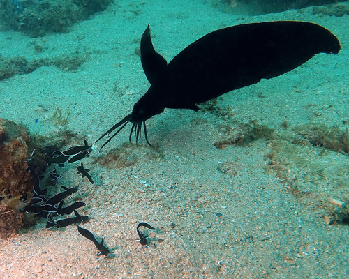 Butler's eeltail catfish (Paraplotosus butleri) — Plotosidae
