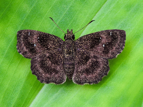 Saltarina de ala escalopada occidental Mexicana (Staphylus tierra)