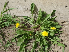 Taraxacum leptodon