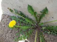 Taraxacum leptodon