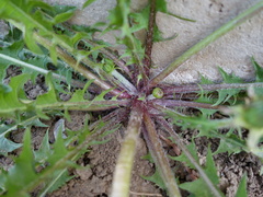 Taraxacum leptodon
