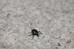 Eurhinus