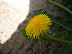 Taraxacum leptodon
