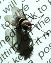 Anthomyia pluvialis