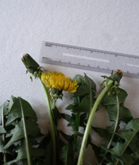 Taraxacum leptodon