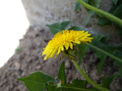 Taraxacum leptodon