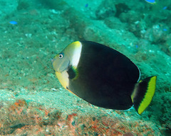 Blueface Angelfish photo 4