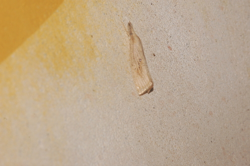 Rice Stalk Borer Moth photo 2