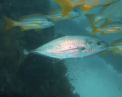 Turrum gymnostethus