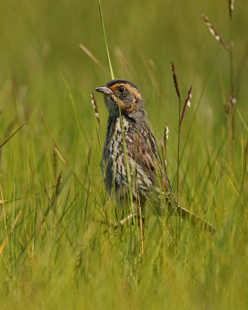 Saltmarsh Sparrow
