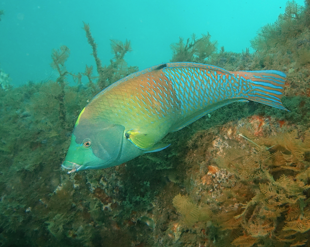 Blue and Yellow Wrasse