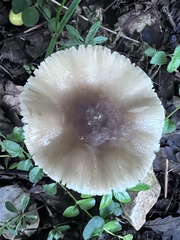 Amanita franchetii